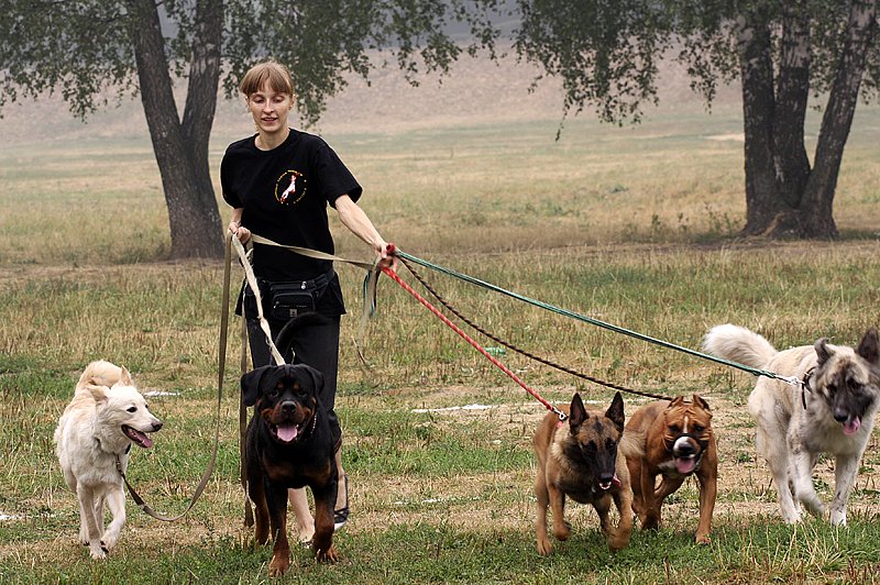 собака на поводке.jpg собака на поводке.jpg